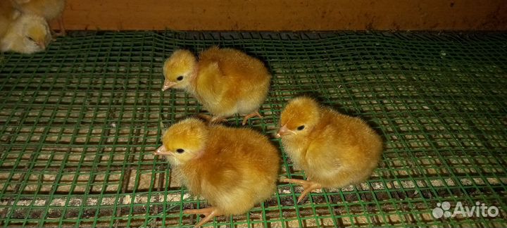 Цыплята
