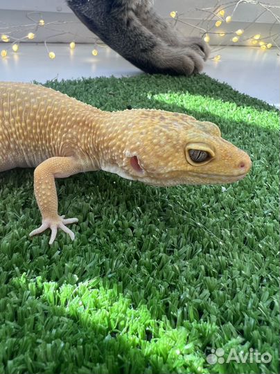 Эублефар самка