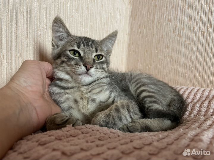 Котенок серый-полосатый в добрые руки