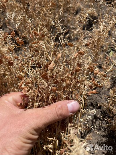 Чечевица красная