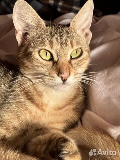 Ласковая зеленоглазая красотка 1 год