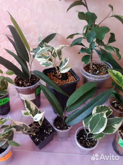 Излишки сортовых фикусов