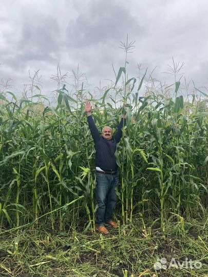 Кормовая кукуруза. Семена