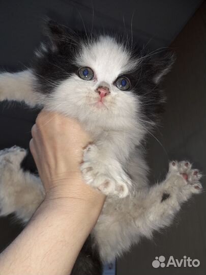 Котята в добрые руки даром бесплатно