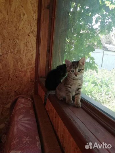 Бенгальские котята