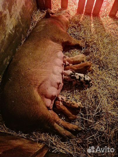 Продам поросят