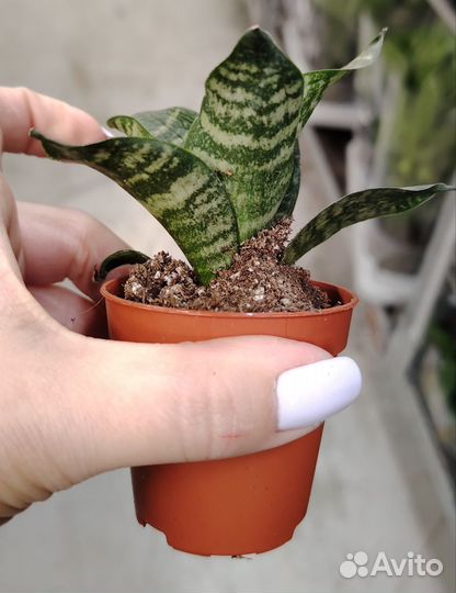 Сансевиерия микс