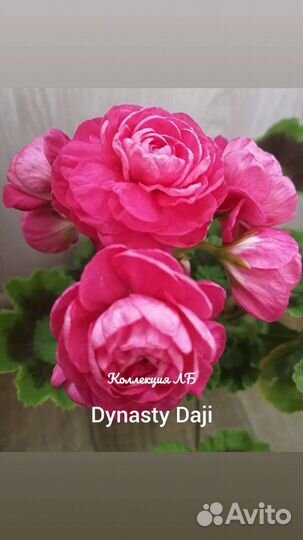 Пеларгония герань