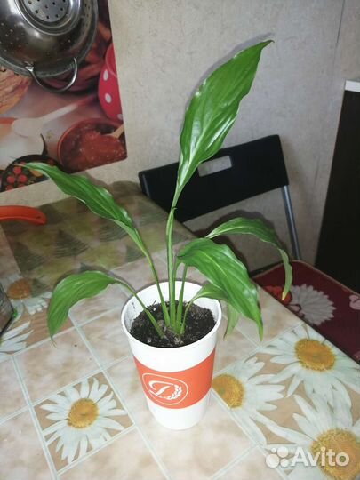 Спатифиллум