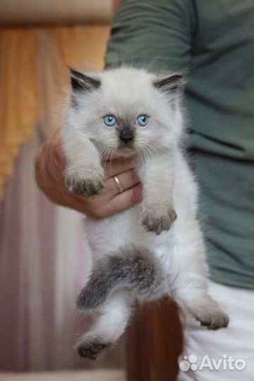 Персидские котята