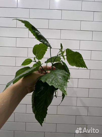 Отдам Гибискус китайская роза махровый