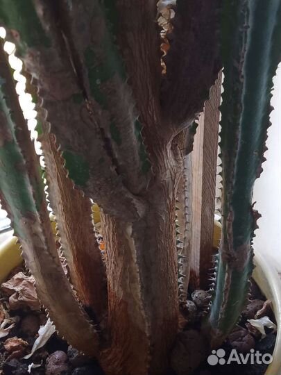 Большое растения,молочай