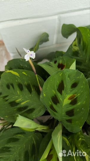 Маранта бьюти ким