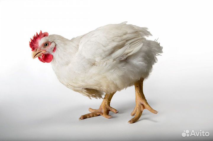 Инкубационное яйцо бройлера Ross308 (Чехия)