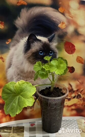 Пеларгония герань Milfield Rose