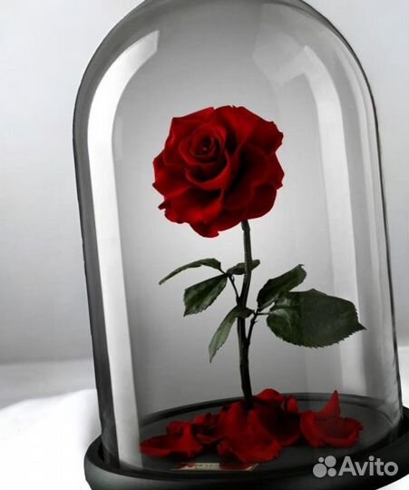 Цветы в колбе. Сестре