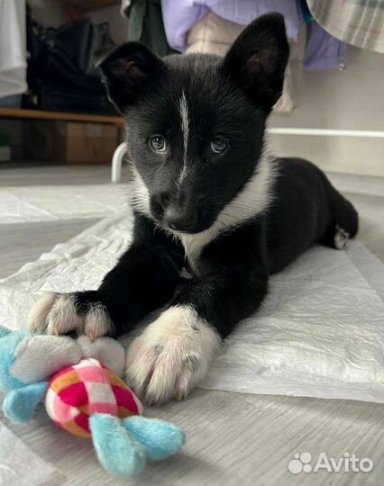 Щенок в добрые руки