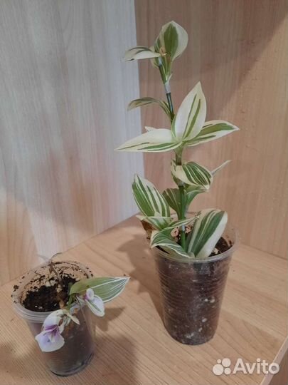 Комнатные растения