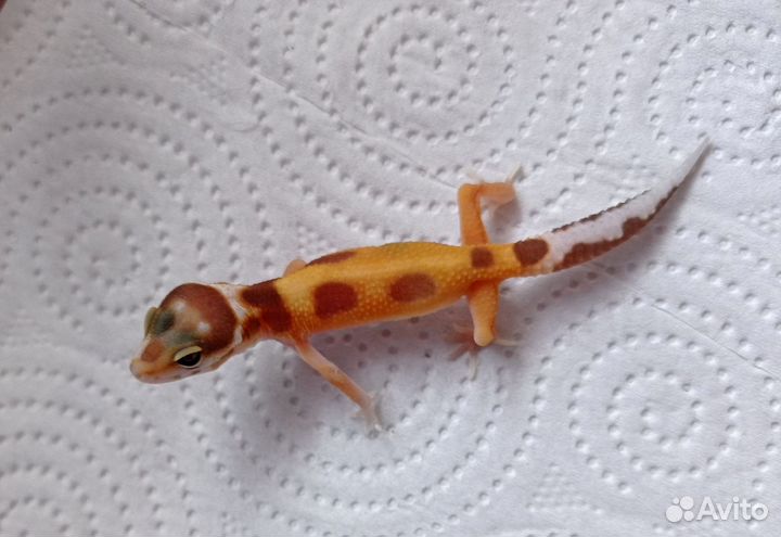 Малыши эублефаров