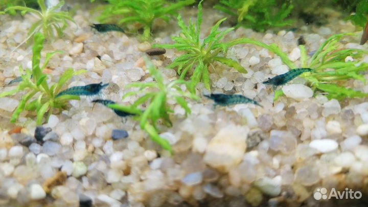 Креветки Растения Рыбки