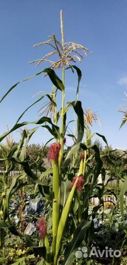 Семена овощей