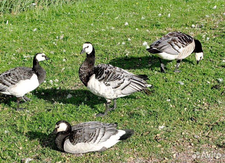 Декоративные птицы