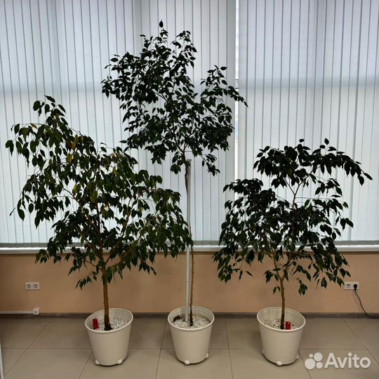 Фикус бенджамина большой