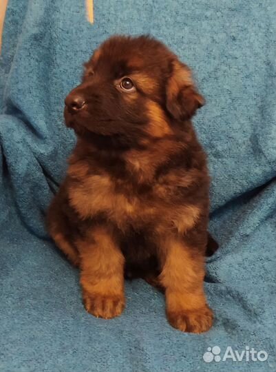 Щенки немецкой овчарки