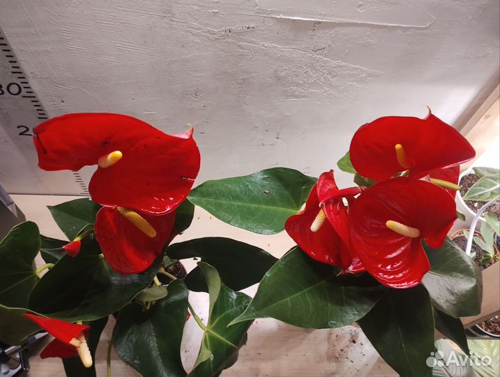 Антуриум Кентуки