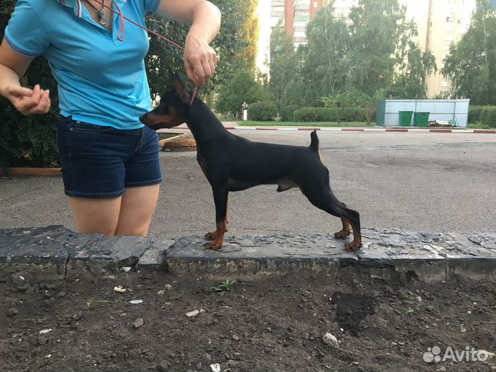 Вязка цвергпинчер
