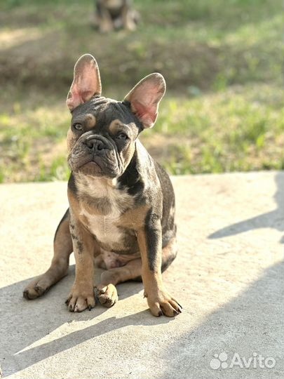 Щенки французского бульдога