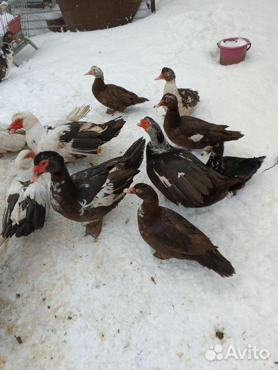 Мускусные утки тяжелые линии, петухи