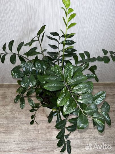 Замиокулькас