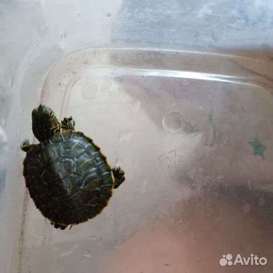 Красноухая черепаха