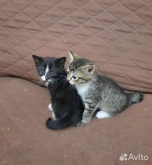 Ходят в лоток все едят