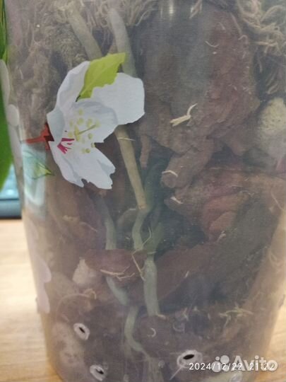 Орхидея фаленопсис