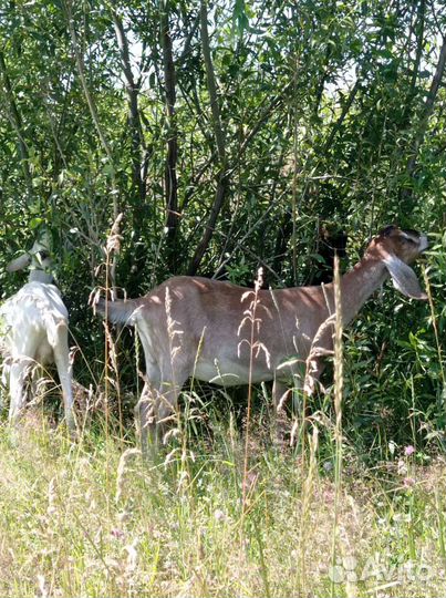 Коза нубийская, зааненская, козочка нубийка