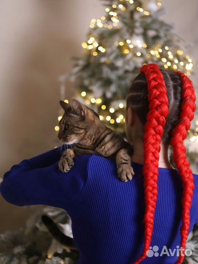 Косы/Косички/Боксерские косы/Брейды/Афрохвост