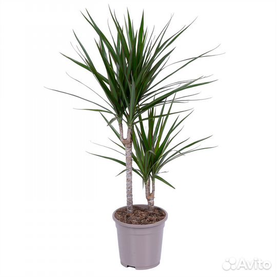 Комнатные растения для офиса