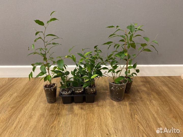 Фикус бенджамина