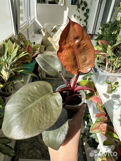 Филодендрон блек кардинал сплеш