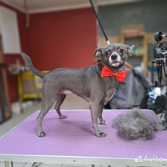 Обучение грумингу