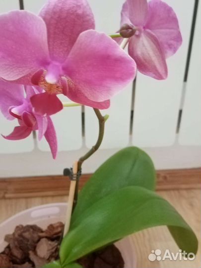 Орхидея фаленопсис