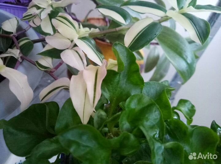 Набор цветочков