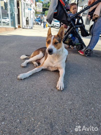 Восточноевропейская овчарка помесь собака