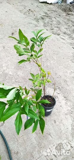 Пион Карл Розенфельд