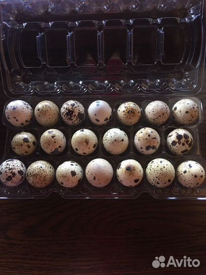 Яйца перепелиные