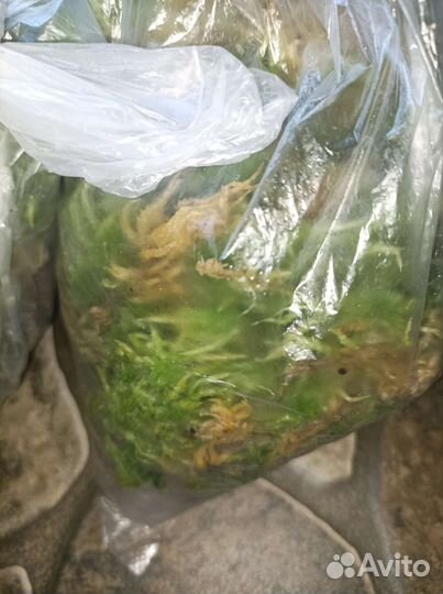 Мох сфагнум живой