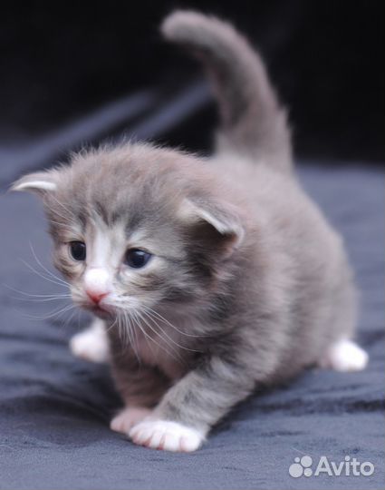 Норвежские лесные котята - домашний питомник