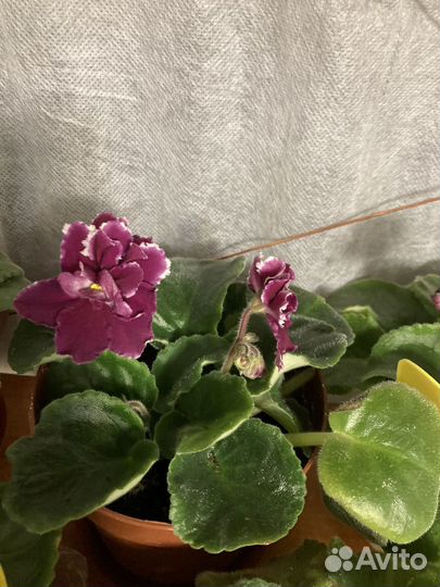 Фиалка цветущая в горшочке